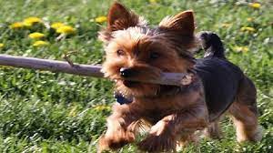 Pepcid ac dosage for dogs. Pepcid Ac For Dog Upset Stomach Dog Discoveries