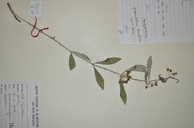 Image result for Xysmalobium heudelotianum