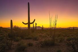 Southwest desert plant nyt crossword clue answers are listed below and every time we find a new solution for this clue we add it on the answers list. Spirit Of The Southwest Saguaro Cactus And Desert Plant Life In Warm Glow Of Arizona Sunset Photograph By Southern Plains Photography