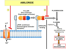 5 N N Dimethyl Amiloride An Overview Sciencedirect Topics