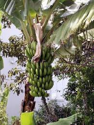 Rhum Arrange Mangue Banane Recette Creole Traditionnelle Rhum Arrange Mangue Rhum Arrange Rhum