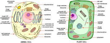 Gambar Bagian Sel Hewan Beserta Fungsinya Gambar Sel Hewan Dan Tumbuhan Lengkap Dengan Fungsi Dan Animal Cell Plant And Animal Cells Animal Cell Structure