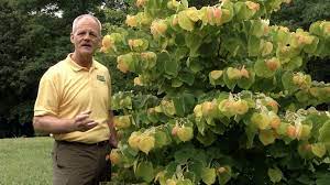 If you're looking for a small tree that will give you four seasons of interest and be a this redbud begins the year with flowers of bright pink typical of all redbuds. In The Garden Rising Sun Redbud Cercis Canadensis The Rising Sun Pbs