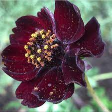 Shop For Chocolate Cosmos Flower Chocolate Cosmos Flower Chocolate Cosmos Wholesale Flowers