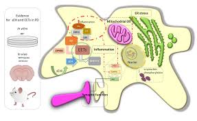Pagesbusinesseslocal servicehome improvementpest control serviceget lost pest controlabout. Biomolecules Free Full Text Soluble Epoxide Hydrolase Inhibition To Face Neuroinflammation In Parkinson S Disease A New Therapeutic Strategy Html