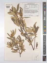 Image result for Searsia acuminatissima