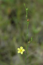 Image result for Limeum sulcatum