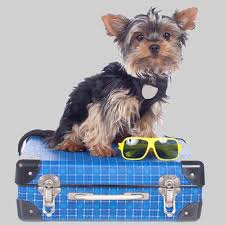 We know your schedule is busy, you're rushing around 20 hours a day trying to get everything done and in order. Can A 1 2 Week Program Really Train Your Dog The Dog House
