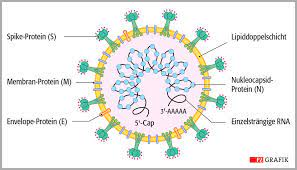 Der aufbau dieser proteine findet jedoch außerhalb des zellkerns statt, nämlich an den sogenannten ribosomen. Coronavirus Impfstoffe Mrna Als Neues Impfstoffprinzip Pz Pharmazeutische Zeitung