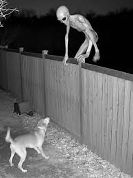 ¿Existen los grises? Misterios paranormales