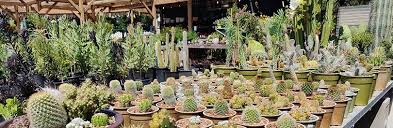 Image result for Synadenium cameronii