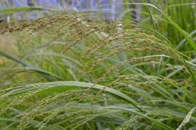 Image result for Panicum eickii