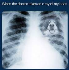 Disastrous Cute Dog Stuff Dogstagram Dogcostumesdarthvader Labrador Puppy Labrador Puppy Training Mountain Dogs