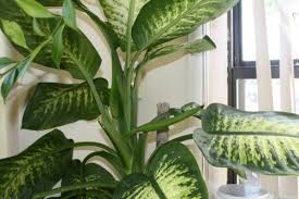 Image result for dieffenbachia flower