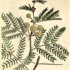 Image result for Embelia nilotica