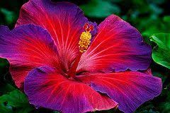Nightfire Hibiscus Gorgeous Blossom Love This Flower This Is Tattooed On My Left Shoulder Blade Hibiscu Hibiscus Flower Tattoos Hibiscus Hibiscus Flowers