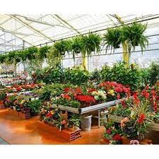 Moffet nursery & garden shop: Plant Nursery At Rs 5 Piece Plant Nursery Id 20199396348