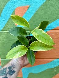 Image result for hoya multiflora