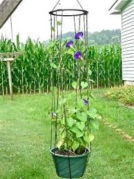 Browse 7,546 morning glory stock photos and images available, or search for morning glory cloud or blue morning glory to find more great stock. Hanging Basket For Morning Glory Or Other Climbing Vines Garden Vines Plants Planter Trellis