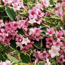 Shrubs from spirea genus, flowers in early summer. Weigela Florida Variegata Gardenersdream