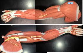 To perform orthopedic manual therapy to the neck that is accurate and specific, we need to know the attachments and actions of the muscles of the neck… Arm Muscle Model Labeled Diagram Quizlet