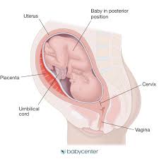 The head is located _____ to the chest. Occiput Posterior Position In Labor Babycenter