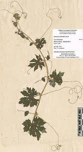 Image result for Momordica balsamina