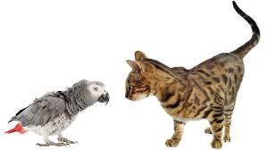 Evde Kedi Ve Kusu Bir Arada Beslemek Mumkun Mu Petburada Com
