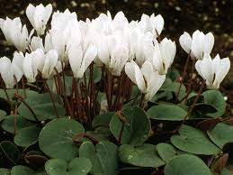 Image result for Cycnium jamesii