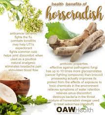 The similarity is that both of them belong to the same family of plants (called brassica) that also includes broccoli, cabbage, brussels sprouts, and mustard. Jr Kelly Company The Horseradish House Home Facebook