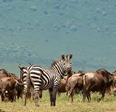 African Lion Walk Safari Experience In Southern Africa - Kubwa Five Safaris