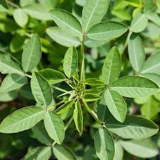 Image result for Crotalaria torrei