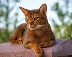 National Rescue | Abyssinian Cat Breeders Network