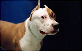The staff and vets truly care for the animals, and the prices are…. The Animal Cruelty Syndrome The New York Times