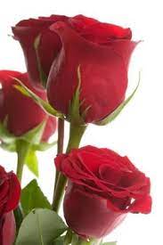 The Best Long Stem Rose Breeds Beautiful Rose Flowers Red Rose Bouquet Hybrid Tea Roses
