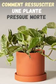 Comment Ressusciter Une Plante Presque Morte Arrosage Jardin Plante Astuce Jardin