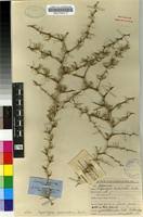 Image result for Asparagus suaveolens