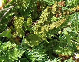 Image result for Mohria