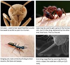 Here's what you need to know about how to spot unfortunately their prey includes humans. Can You Die By An Ant Bite Quora