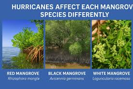 Image result for Rhizophora racemosa