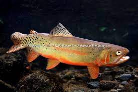Cutthroat Trout Underwater Images Engbretson Underwater Photography Cutthroat Trout Trout Fishing Photography