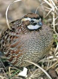 Bildircin Resimleri Fotograf Indir In 2020 Quail Ohio Birds Backyard Birds
