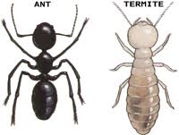 Termite Com Au Termites In Australia 2019 Consumer Guide