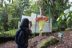 Maybe you would like to learn more about one of these? Banyak Yang Salah Rafflesia Arnoldii Bukan Nama Latin Bunga Bangkai Apa Bedanya Dengan Bunga Bangkai Semua Halaman Bobo