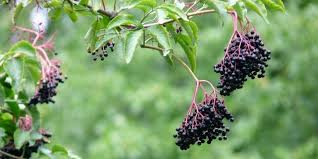 15 Plantes Tres Faciles A Bouturer Arbuste Ornemental Jardin Facile Jardin Fruitier