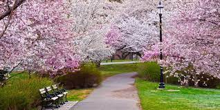 I have a problem with one of my cherry trees. Cherry Blossom Festival Branch Brook Park In Newark Nj