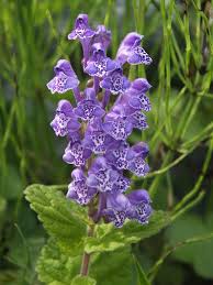 Image result for Scutellaria violascens