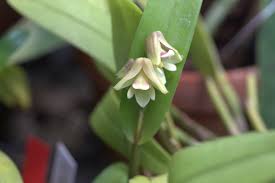 Image result for Polystachya galeata