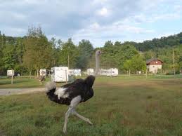 Les truites bellet à l'honneur au journal de 20h de france 2. Autrucheland Elevage D Autruches Vente A La Ferme Acceuil Des Campings Cars Peche A La Truite A Vendre