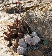 Image result for Phylohydrax